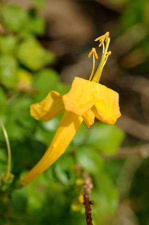 Yellow Flowers with Blur Backgroundの写真素材