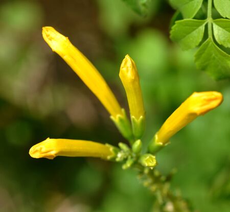 Yellow Flowers with Blur Backgroundの写真素材