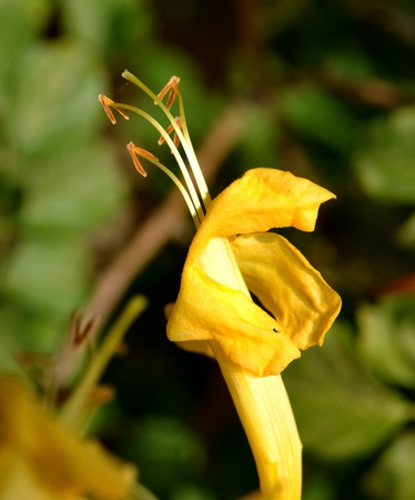 Yellow Flowers with Blur Backgroundの写真素材