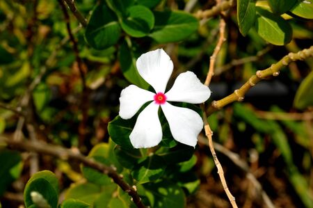  White Flower Pink Center Starの写真素材