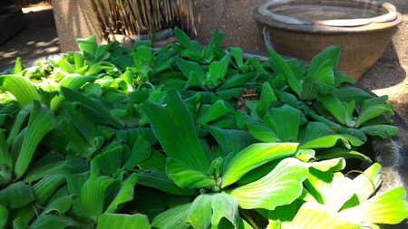 Frog hidden on water plant pondの写真素材