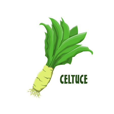 Logo Celtuce vector farm designのイラスト素材