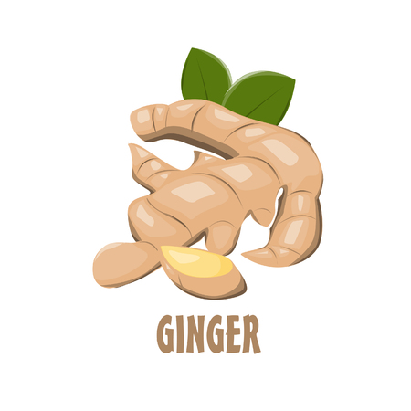 Logo Ginger vector farm designのイラスト素材