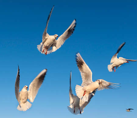 Several seagulls are flying and eating in the blue sky