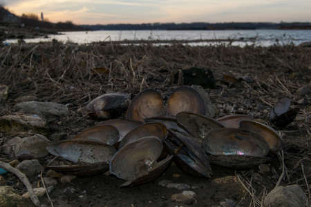 Clams on the coastの写真素材