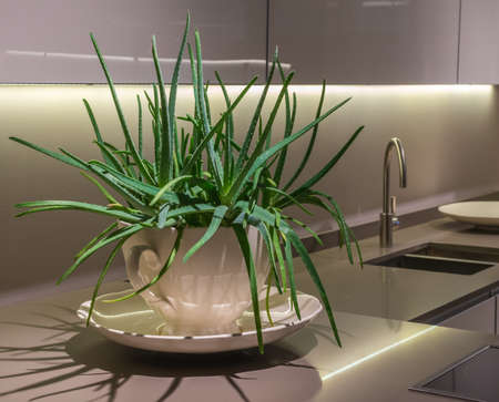 Large Green Aloe Plant in Pot on work surface in Modern Kirchenの写真素材