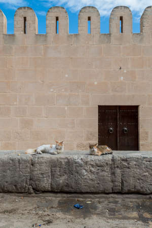 Fortified Wall around Tunsian Old Town with Catsの写真素材