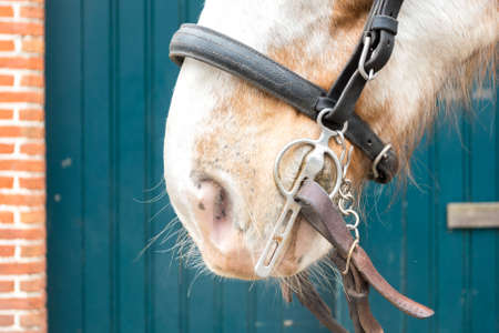 White and Browm Dappled Horse wearing Bridle Tackの写真素材