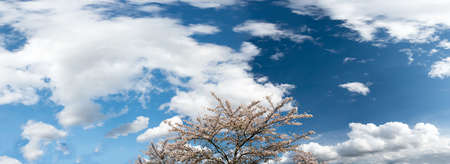 Beautiful Pink Spring Blossom Set Against Stunning  Blue Sky And White Fluffy Clouds