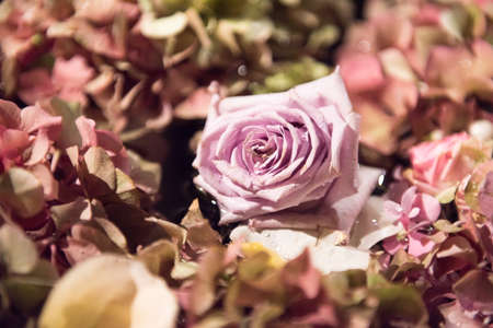Assorted summer flowers in a full frame background with hydrangeas and roses viewed close up from above in a floral displayの写真素材