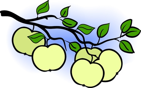 beautiful green apple branch of  tree, vector illustrationのイラスト素材
