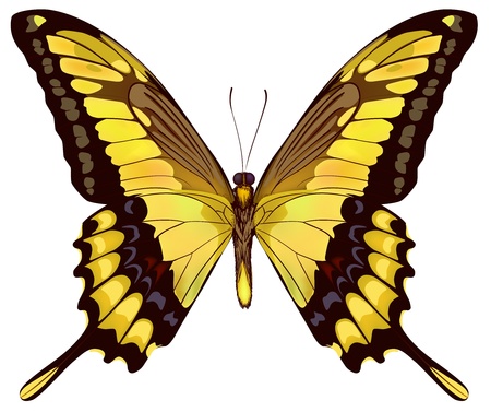Isolated Yellow Butterfly のイラスト素材