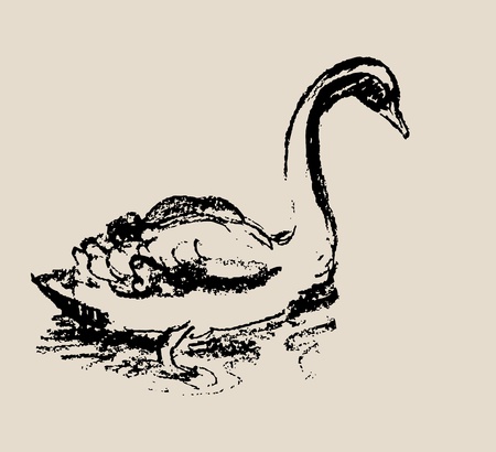 Swan Sketch. Grunge illustrationのイラスト素材