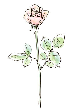 Single pink rose flower isolated on the white  background, vector illustration のイラスト素材