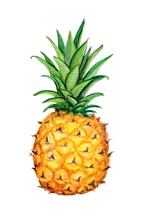 Pineapple.  Isolated on a white background. Watercolor handwork illustration of tropical fruit. Hand drawn painting with orange yellow green white dominant colorの写真素材