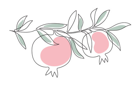 Branch with pomegranates and leaves. Continuous line drawing. Outline draw design vector illustrationのイラスト素材