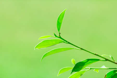 Leaves.