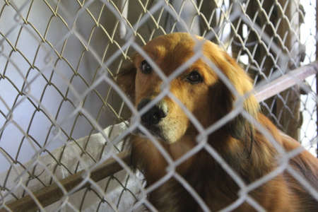 Stop eating dog meat/animal protection law.のeditorial素材