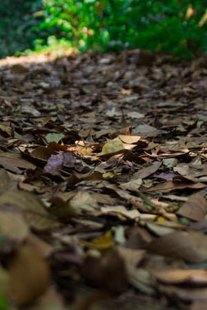 Falls trail Small water river fall chiang raiの写真素材