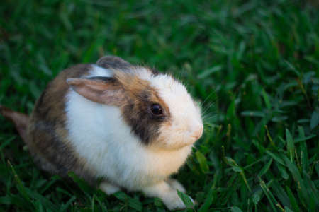 Rabbitの写真素材