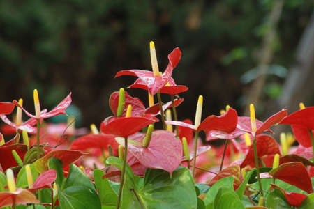 Flamingo Flowerの写真素材