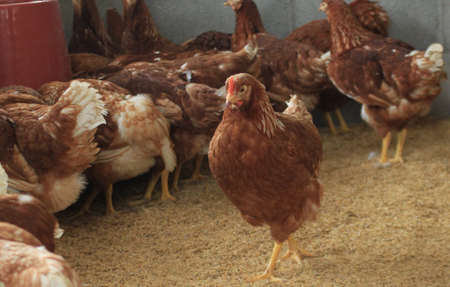 Happy enough of cockの写真素材