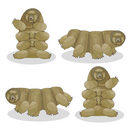 Brown, yellow isolated happy quirki cute cartoon vector tardigrade is sitting, running, jumping on white backgroundのイラスト素材