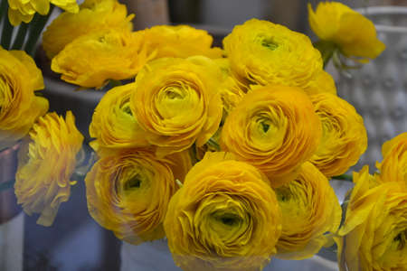 Yellow big Flowers roses or Ranunculus with green centre under the glassの写真素材