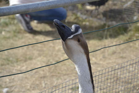 cute adorable head of white and brown black goose on a farm on straw