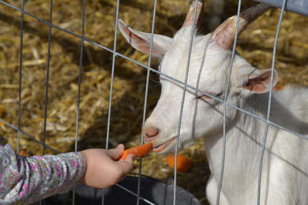 small cute white kid goat is behind the net, behind the metal fence is waiting the carrot food on the farmの写真素材