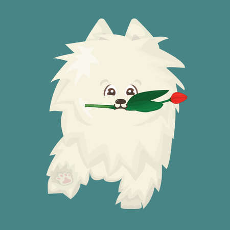 White fluffy cute cartoon happy isolated vector flat dog on blue background is going to somewhere, red tulip as a gift is in mouthのイラスト素材