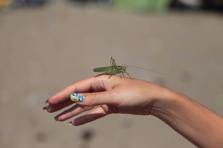 grasshopper2の写真素材