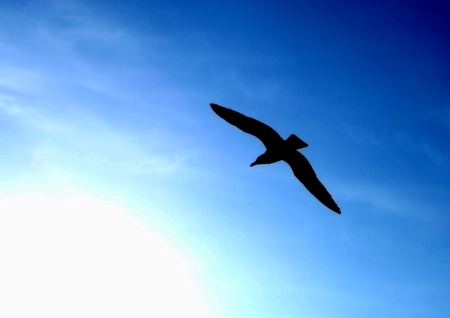flight of gulls in the sky