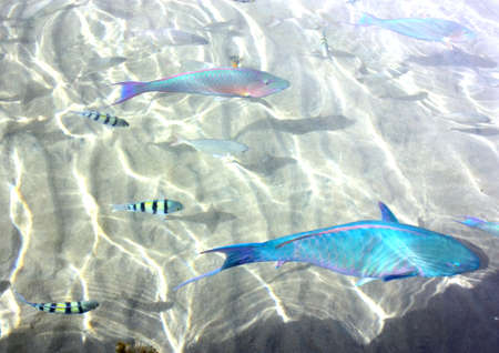 exotic fish in the sea