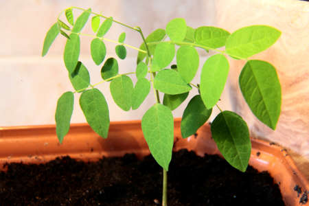 Shoots of young plantsの写真素材