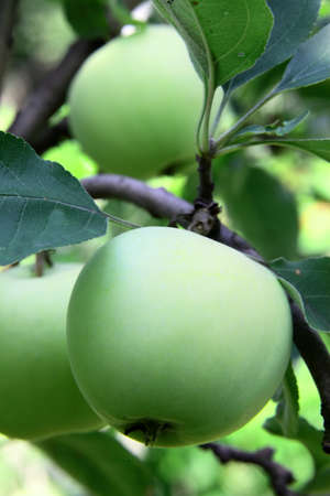 apples