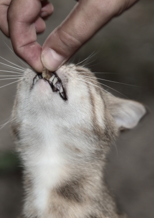 home predatorの写真素材