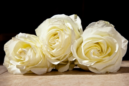 gentle light background with rosesの写真素材