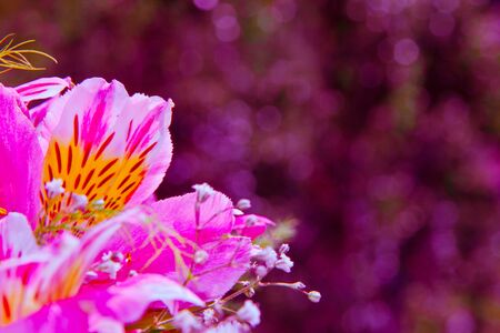 background with pink flowersの写真素材