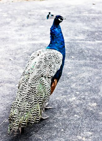 peacockの写真素材