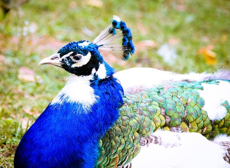 peacockの写真素材