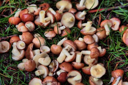 mushroom