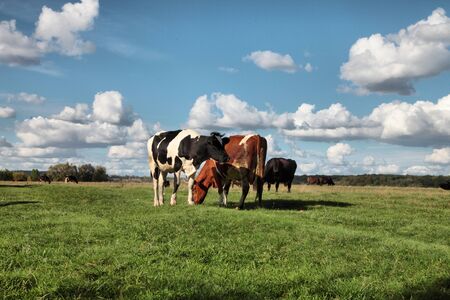 Cows on pasture