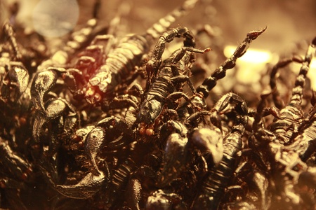 scorpionsの写真素材