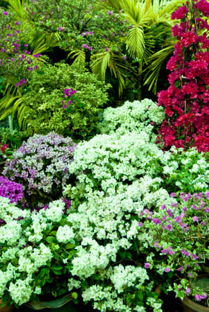 flowersの写真素材