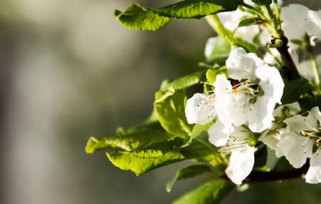 background with blossoming tree branches の写真素材