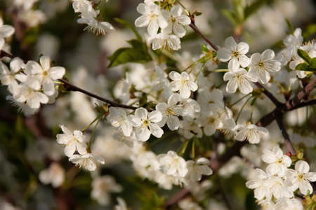 background with blossoming tree branches 