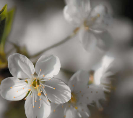 background with blossoming tree branches 