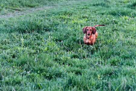 dachshund puppy walks in green grass