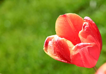 red tulip bud closeupの写真素材